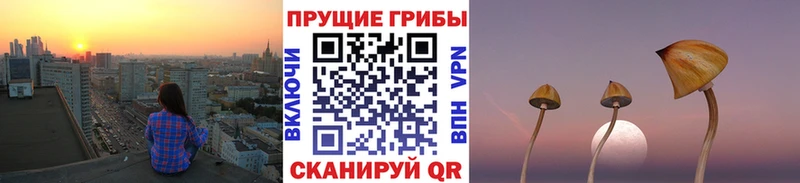 Купить закладки  Тогучин  Псилоцибиновые грибы Cubensis 